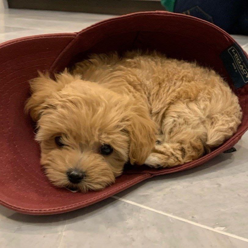Available Cheap maltipoo puppies for adoption